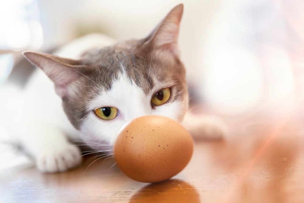 سفیده تخم مرغ برای گربه مجازه؟